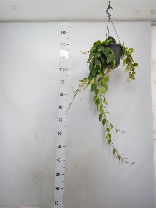 <h4>Aeschynanthus lobb. 'Variegatus'</h4>