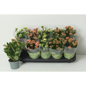 KAL GE PERF GEM 4 KL