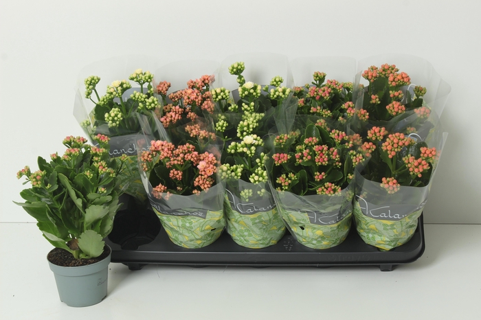 <h4>KAL GE PERF GEM 4 KL</h4>