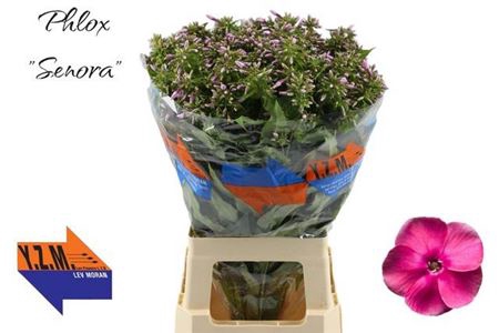 <h4>PHLOX P SENORA</h4>