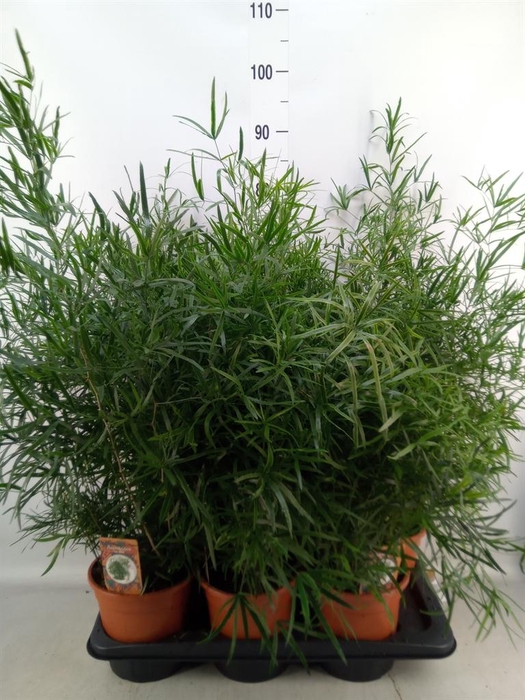 <h4>Asparagus falcatus</h4>