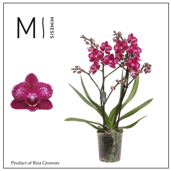 <h4>Mimesis Phal. Rubion - 2 spike 9cm</h4>