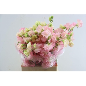 Lathyr Odor Xxl Orange