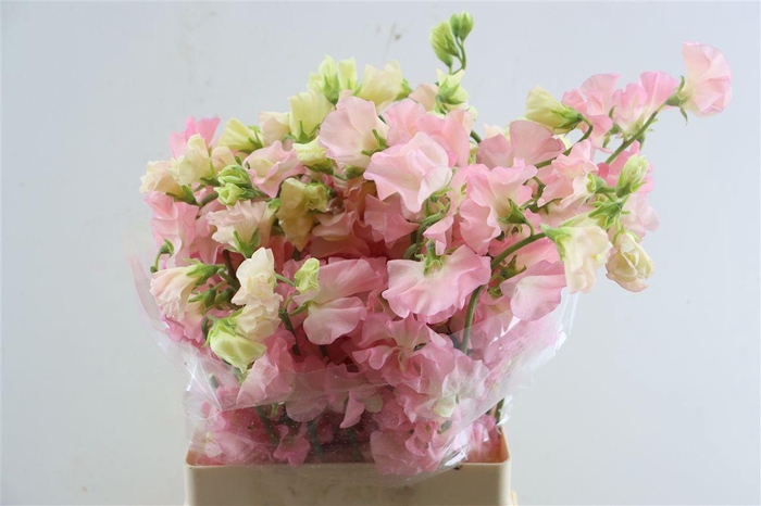 <h4>Lathyr Odor Xxl Orange</h4>