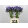 Agapanthus Blue Heaven