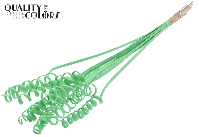 Cane Spring on stem Covered Mint Green