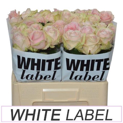 <h4>R Gr Sweet Avalanche A2 Meijer White</h4>