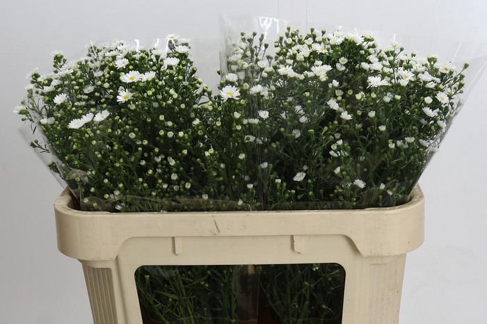 <h4>Aster Paquita</h4>