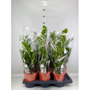 Zamioculcas zamiifolia