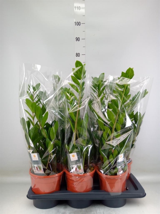 <h4>Zamioculcas zamiifolia</h4>
