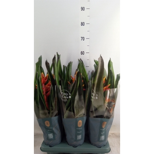 Aechmea  'Pepita Elegant Flames'