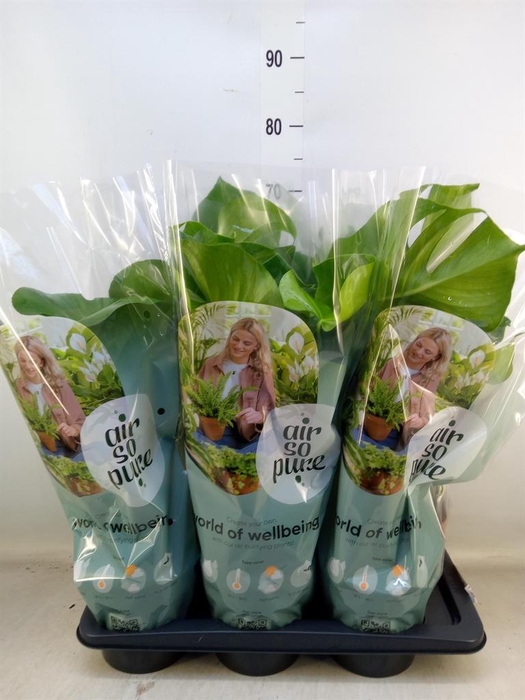 <h4>Monstera delic.</h4>