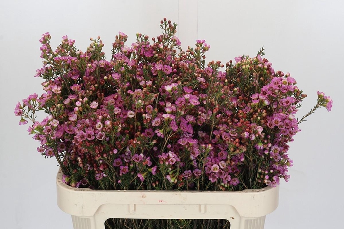 <h4>Chamelaucium Adi</h4>