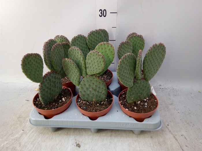 <h4>Opuntia microdasys</h4>