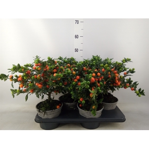 Solanum pseudocapsicum 'Bartoli'