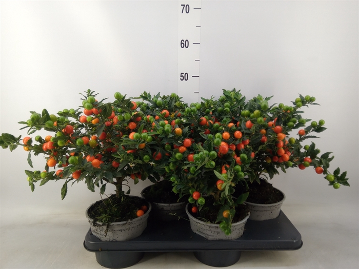 <h4>Solanum pseudocapsicum 'Bartoli'</h4>