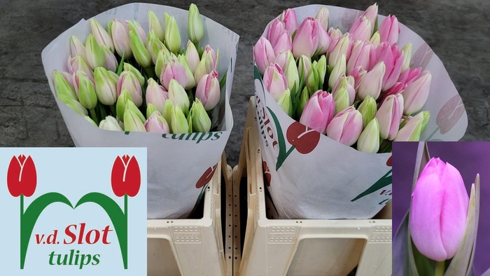 <h4>TU EN DYNASTY</h4>