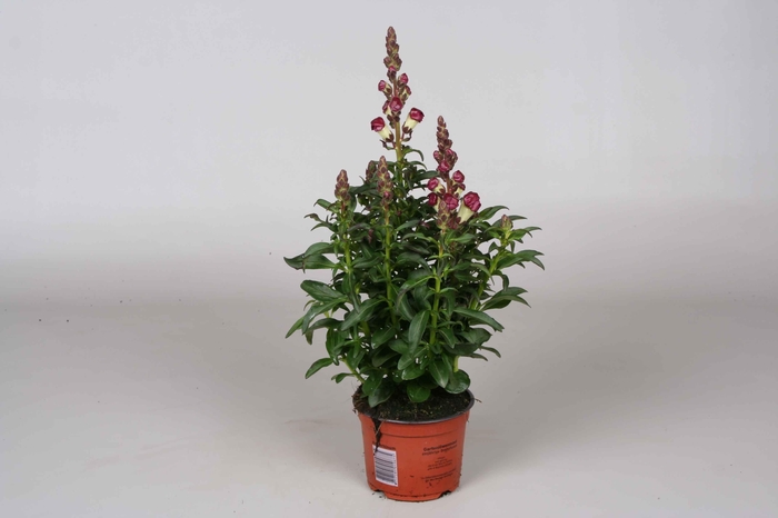 <h4>Antirrhinum Majus rood & wit</h4>