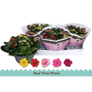 !! PROMO !! KALAN CALAN CARNAVAL P23