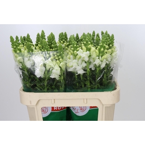 Antirrhinum Antibes White