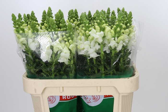 Antirrhinum Antibes White