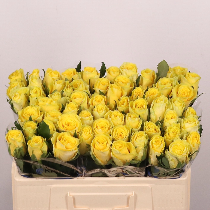 <h4>R GR GOOD TIMES</h4>