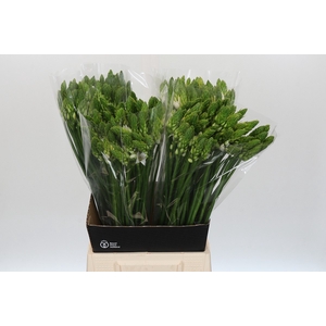 Ornithogalum Thyrsoides