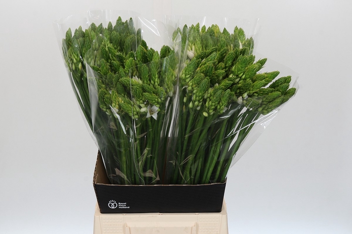 <h4>Ornithogalum Thyrsoides</h4>