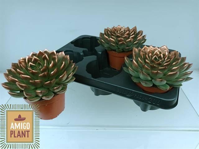 <h4>Echev Amado</h4>