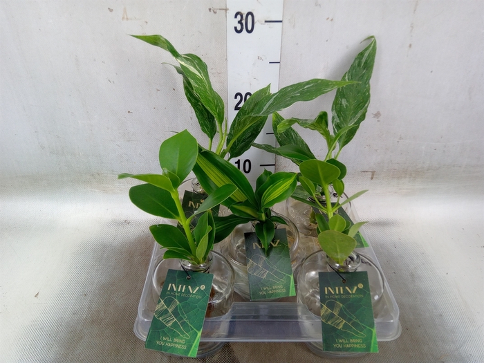 <h4>Planten  ..mix</h4>