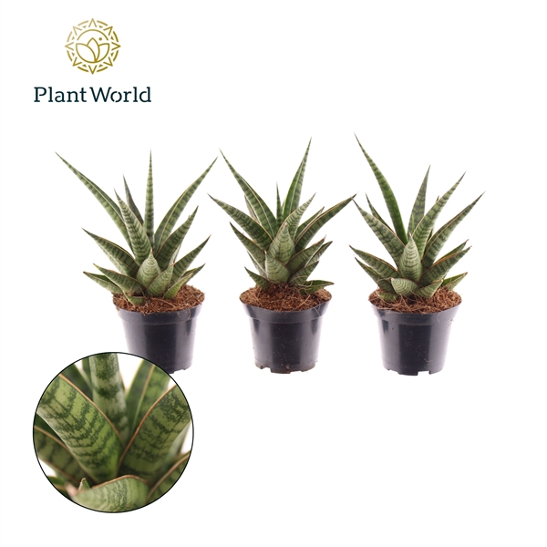<h4>Sansevieria 'Boogie Woogie'</h4>