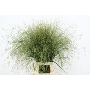 GRAS PANICUM DALLAS BLUES