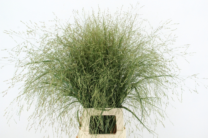 <h4>GRAS PANICUM DALLAS BLUES</h4>