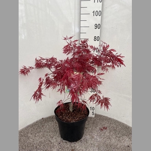 ACER PA GARNET