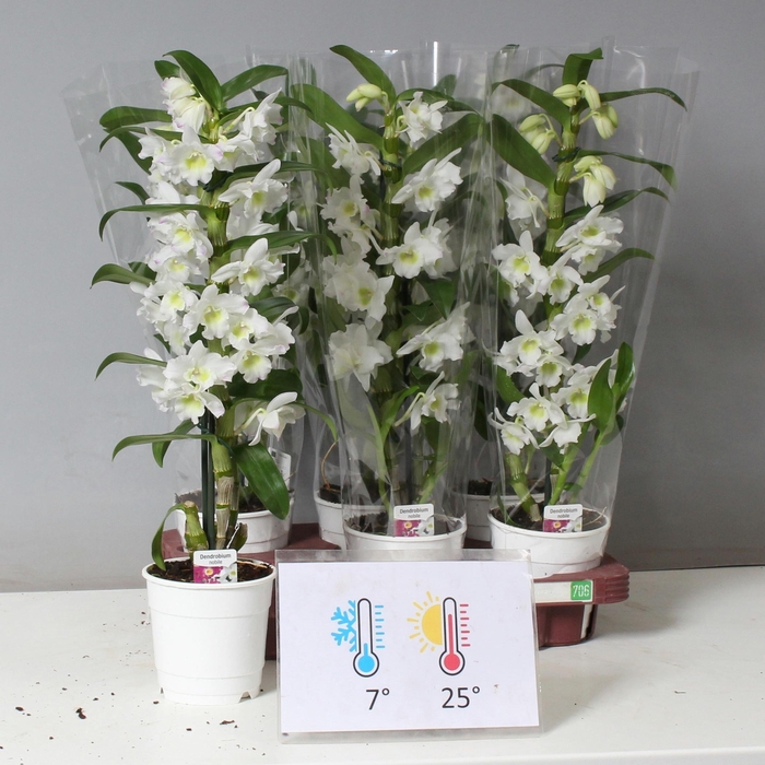 <h4>DENDR N SC APOLLON</h4>