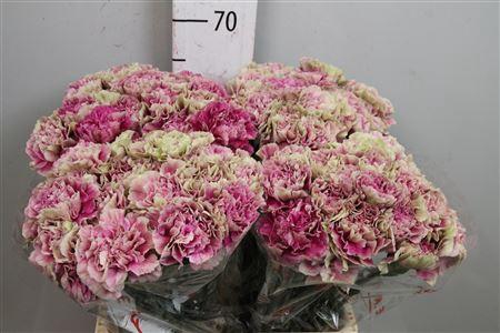 <h4>Di St Antigua</h4>