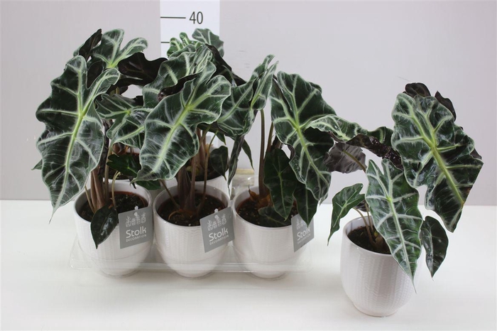 <h4>Alocasia Polly Liv Keramiek</h4>