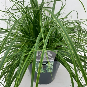 Graminées Carex 'Everlime'