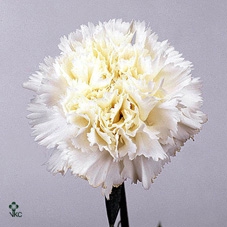 Kalanchoë Perfecta Pink Lips without sleeve