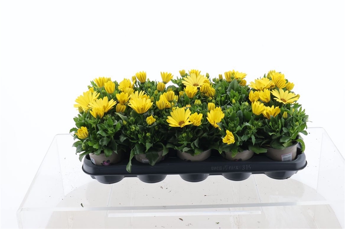 <h4>Osteo Yellow</h4>