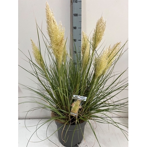 Cortaderia sell. 'Tiny Pampa'