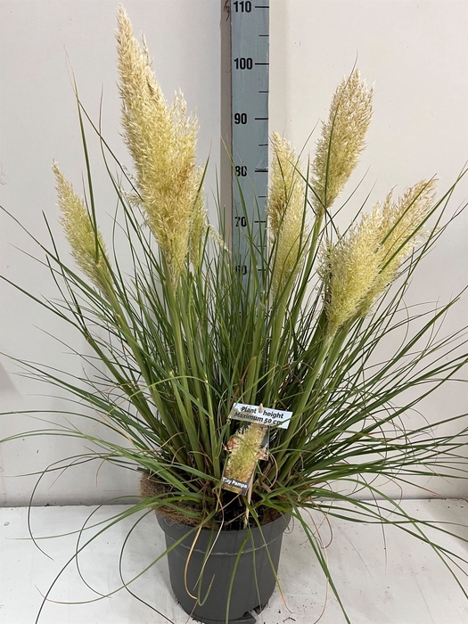 <h4>Cortaderia sell. 'Tiny Pampa'</h4>