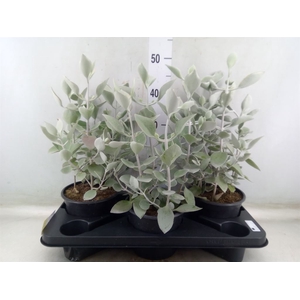 Kalanchoe NF   ...