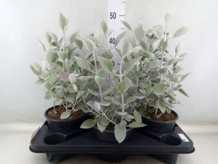 <h4>Kalanchoe NF   ...</h4>