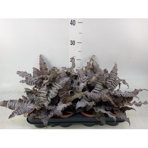 Cryptanthus zonatus
