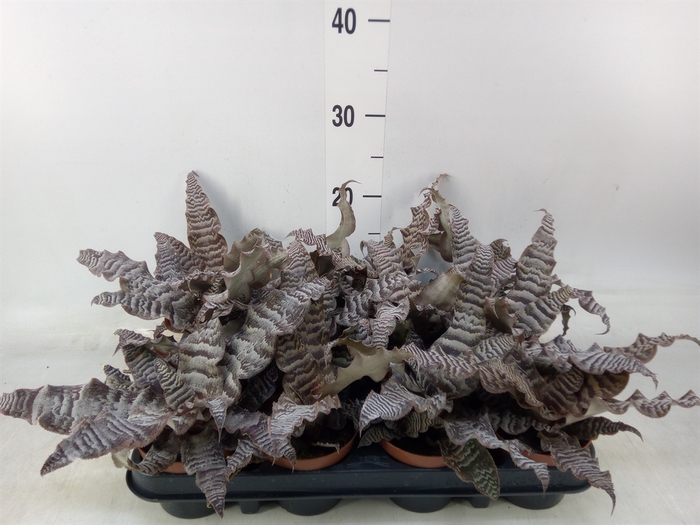 <h4>Cryptanthus zonatus</h4>