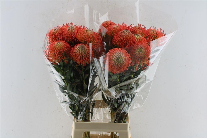 <h4>Leuco Co Succession</h4>