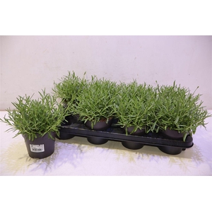 arr8 Lavan An Hidcote