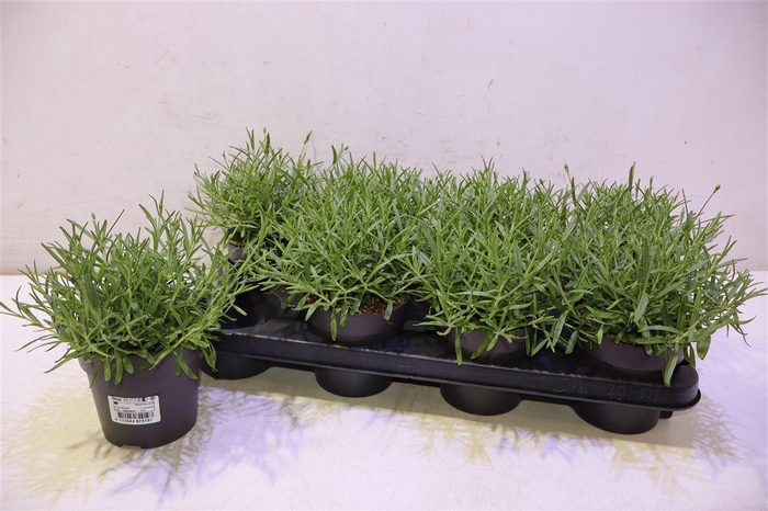 <h4>arr8 Lavan An Hidcote</h4>