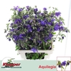 Aquilegia Blue Lady